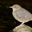 American Dipper